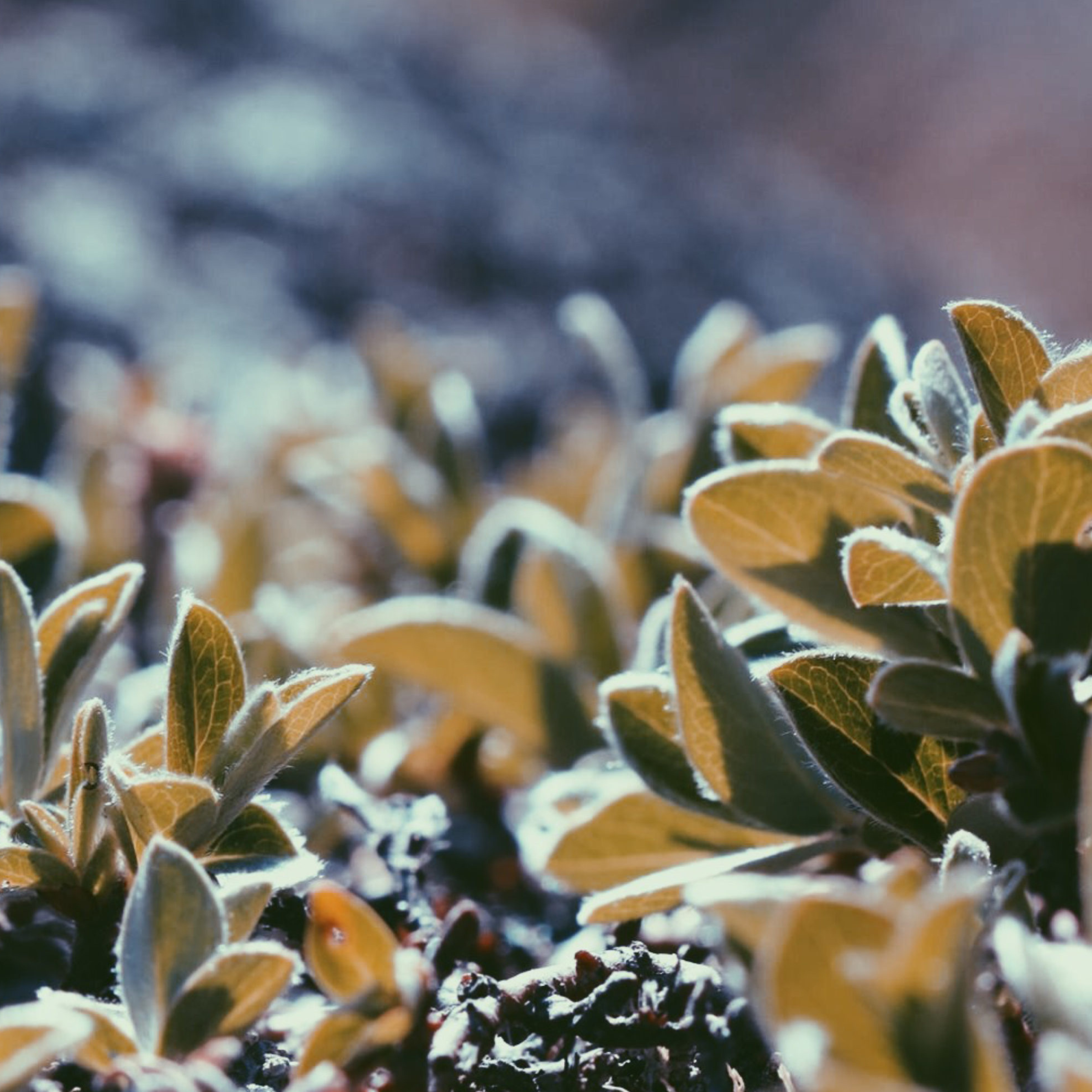 Nodal Bloom: Arctic Willow