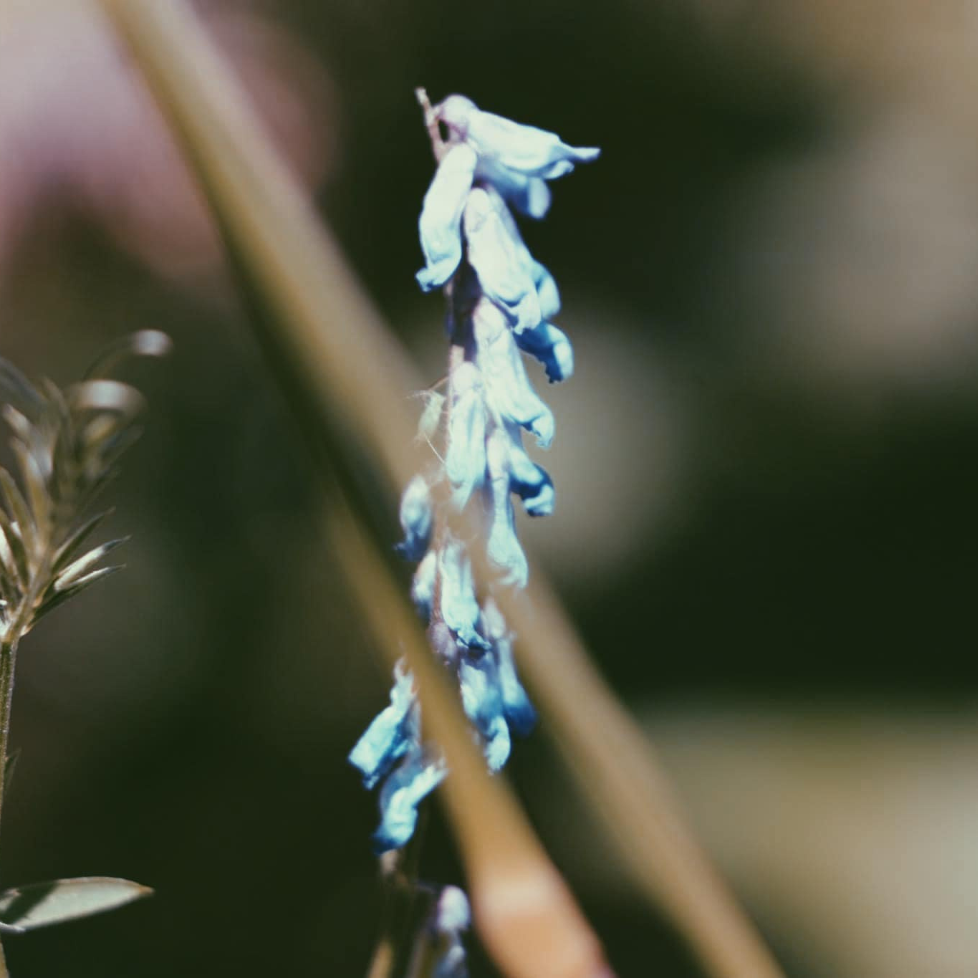 Nodal Bloom: Bird Vetch