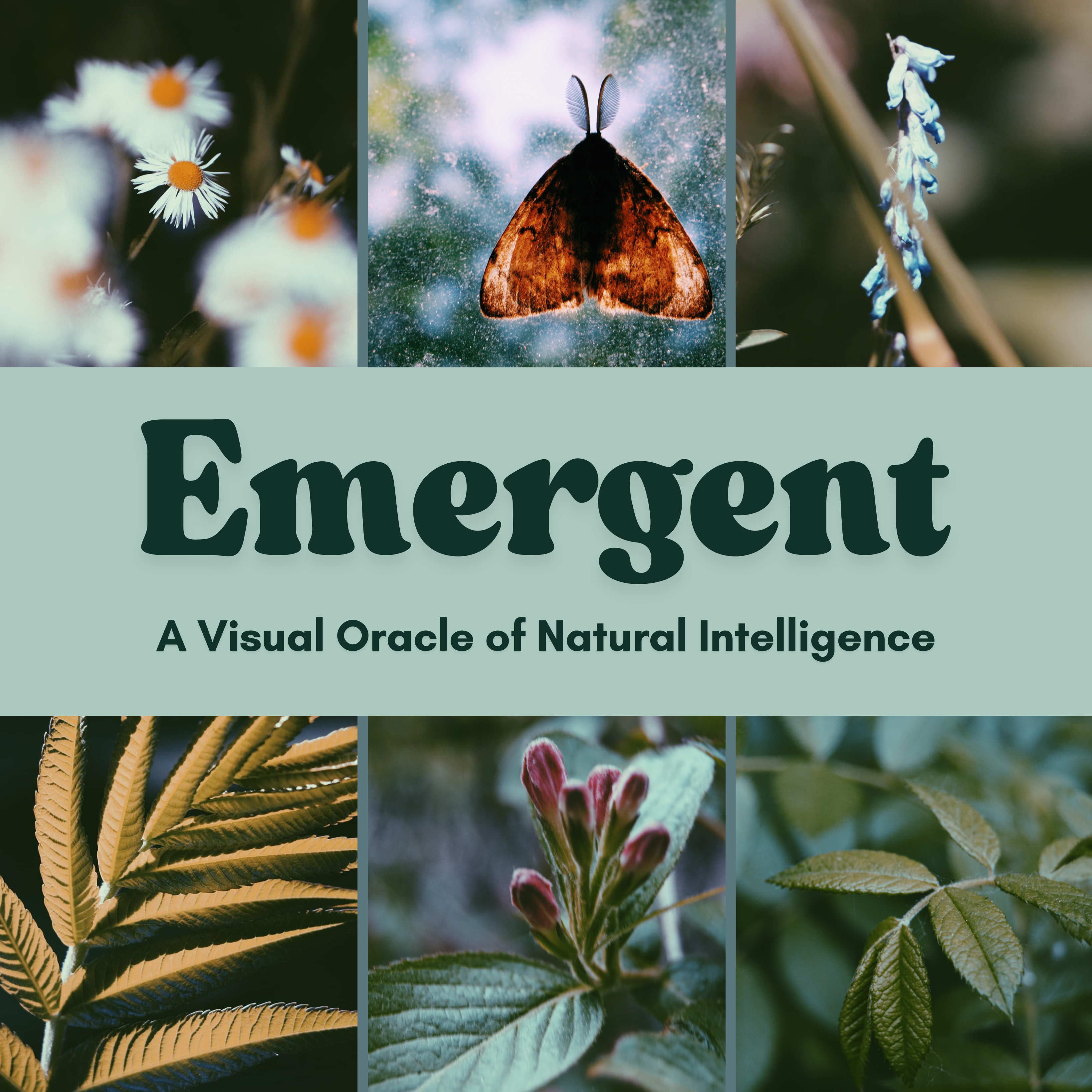 Emergent Oracle