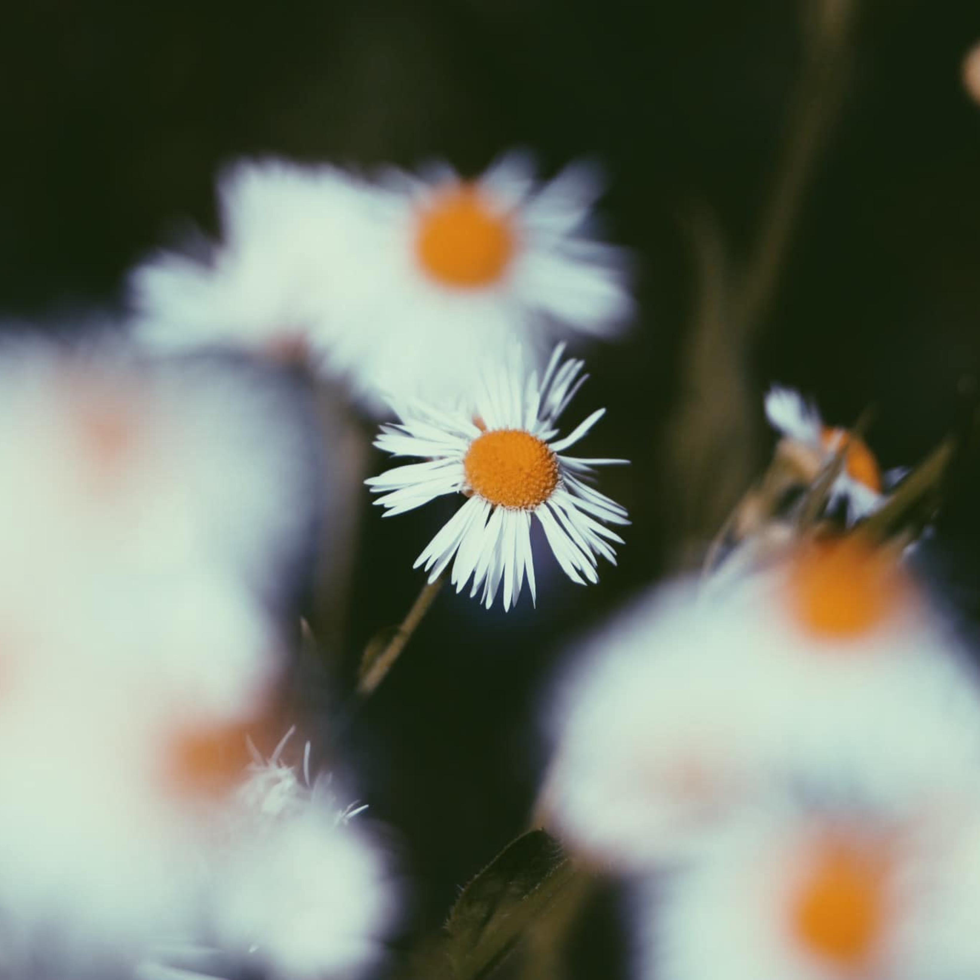 Nodal Bloom: Fleabane