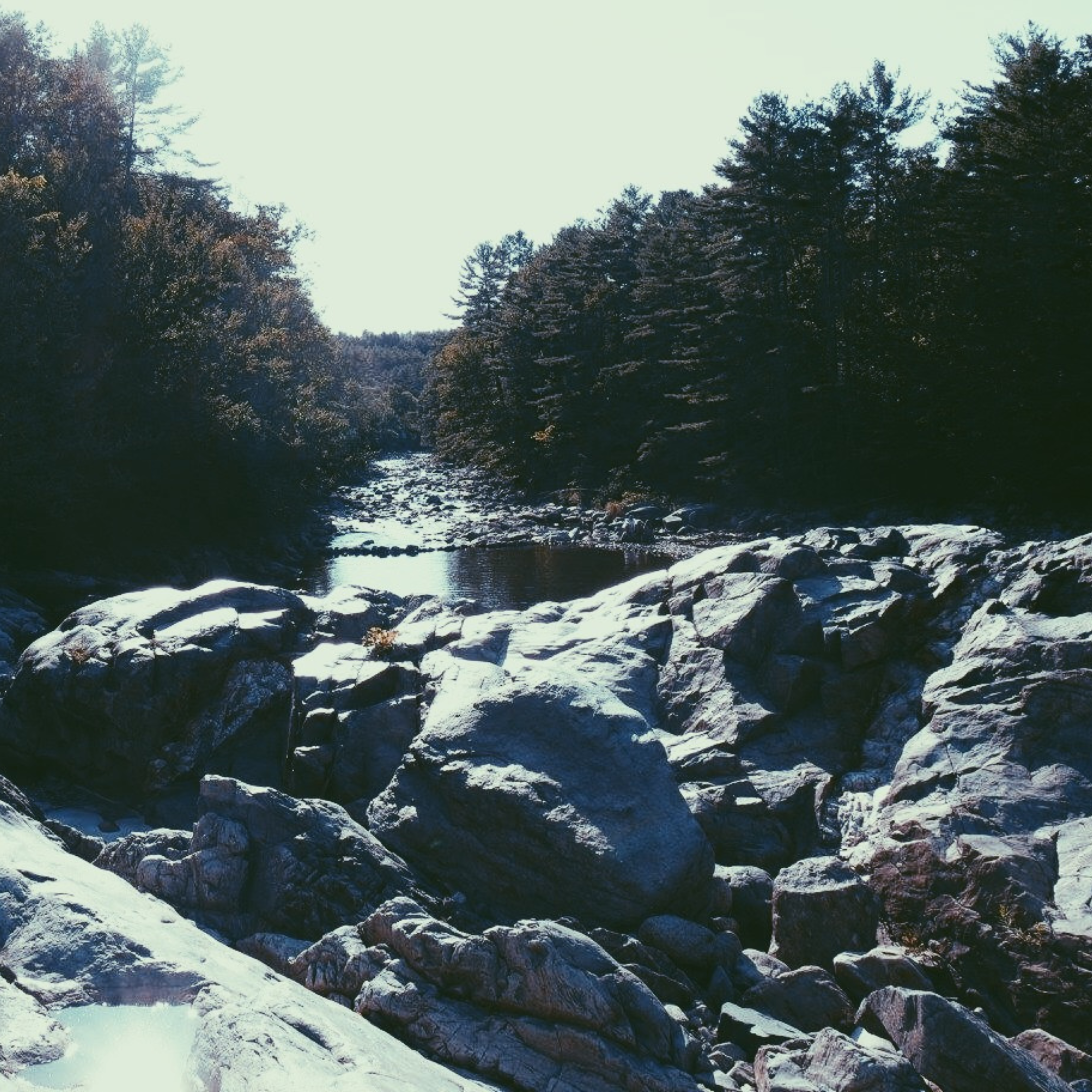 Nodal Bloom: River
