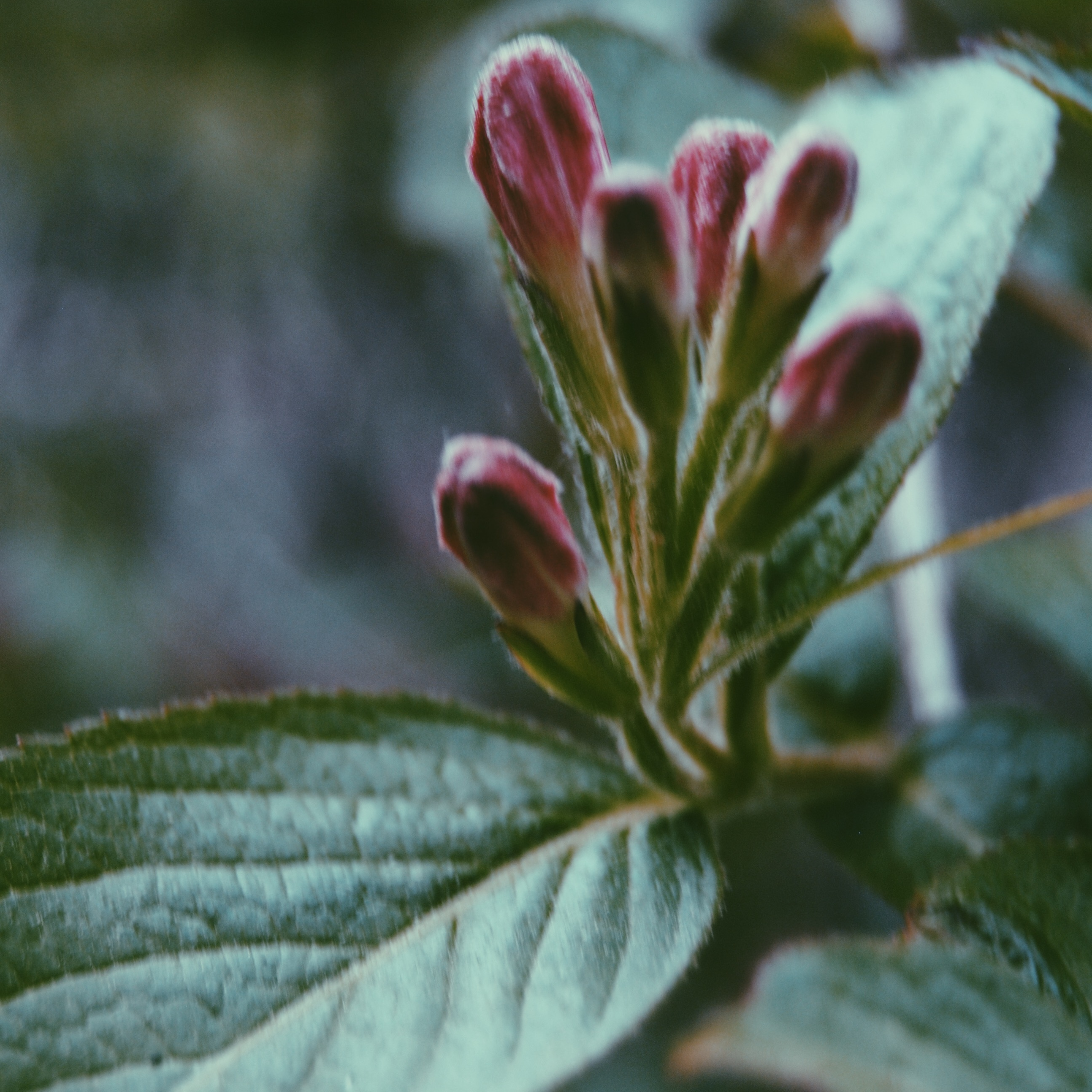 Nodal Bloom: Weigela