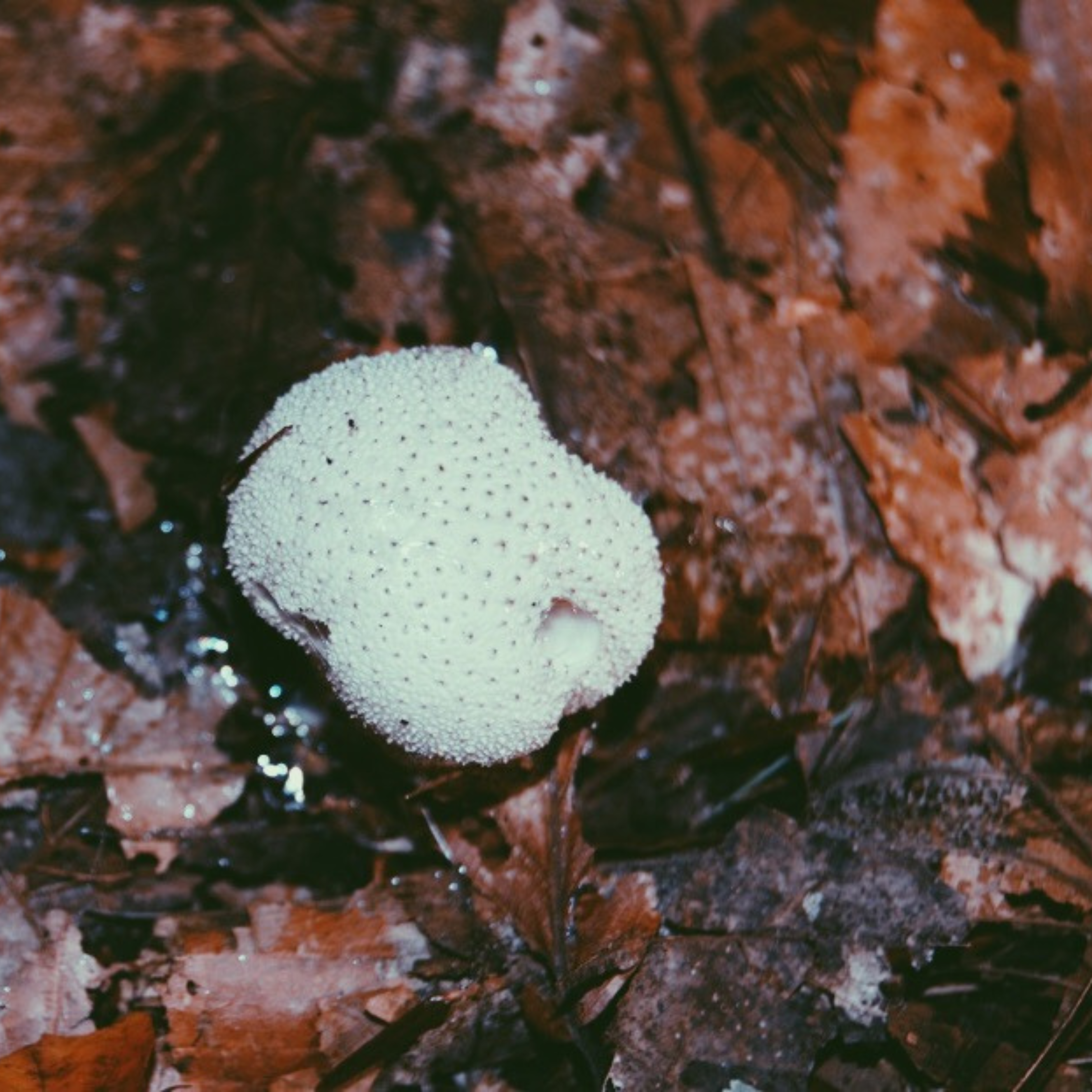 Nodal Bloom: Puffball Mushroom