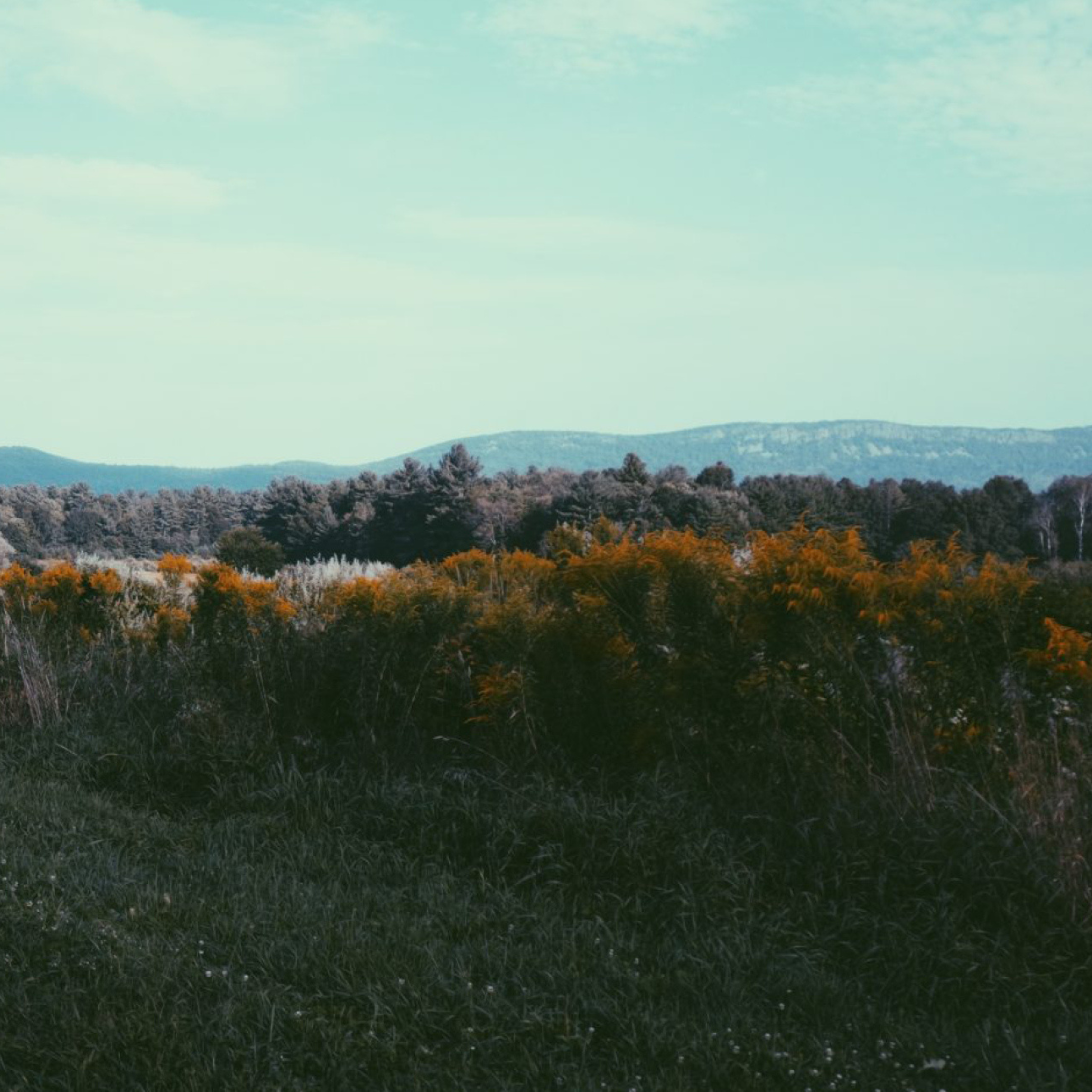 Nodal Bloom: The Valley